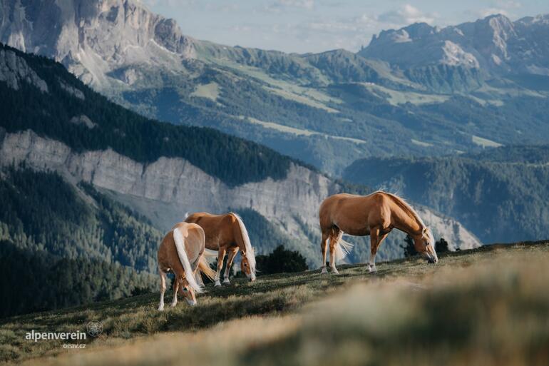 Alpenverein OEAV.CZ jihotyrolský hafling